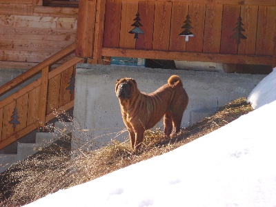 du Ferraillon - TOP CHIEN   2008