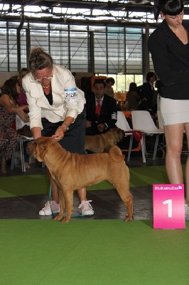 du Ferraillon - world dog show   2011