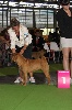  - world dog show   2011