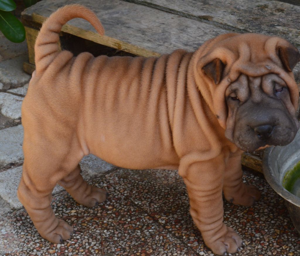 Chiot Shar Pei du Ferraillon