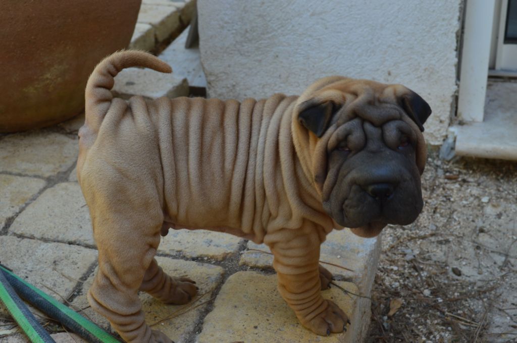 du Ferraillon - Chiots disponibles - Shar Pei