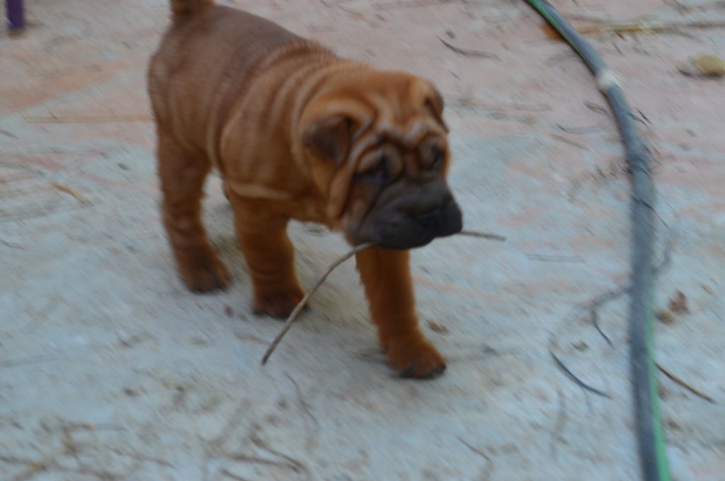 du Ferraillon - Chiots disponibles - Shar Pei
