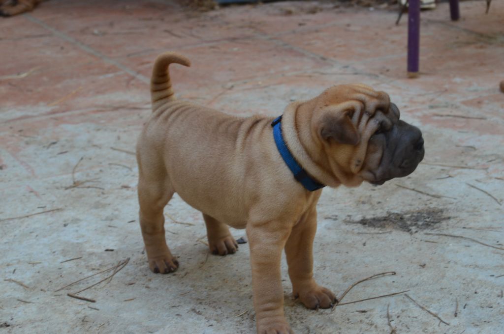 du Ferraillon - Chiots disponibles - Shar Pei